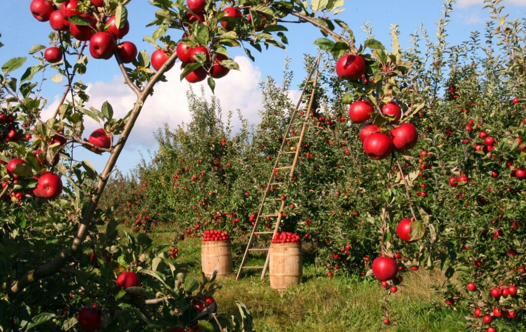 i am a miracle; be fruitful_Lifesawonderblog image